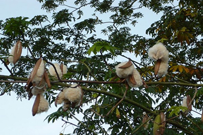 Xơ bông trong ngành dệt